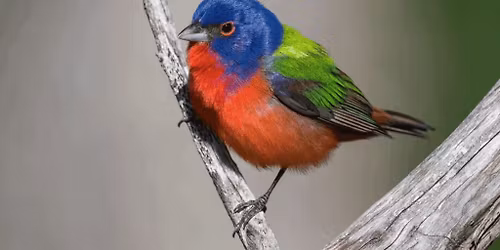 First Annual Painted Bunting Celebration: A Day of Art & Nature at Felts Audubon Preserve