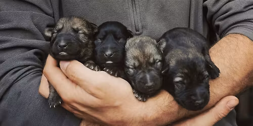 Cane Corso Puppy Therapy plus Pizza Leicester \ud83c\udf55