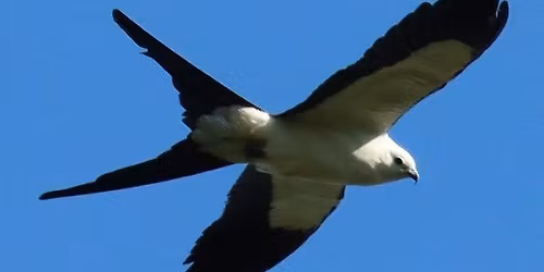 CREW Marsh Trails Swallow-Trailed Kite Birding Field Trip