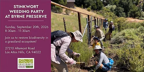Stinkwort Weeding Party at Byrne Preserve in Los Altos Hills