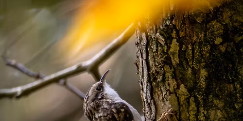 Second Saturday Bird Walk