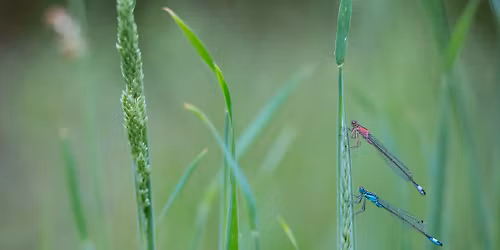 Les dragons des mares de Conteville