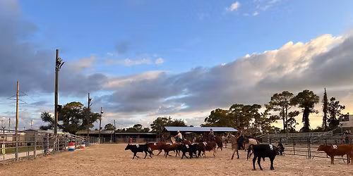 Cow sorting with Couch Cowboys 