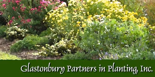 WTM Library - Planting the Spring annuals at the entrance & tidying up the Patio garden