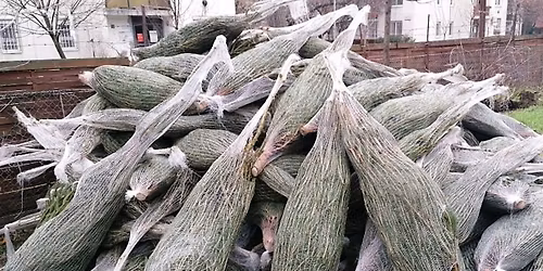 Feny\u0151fa- \u00e9s szaloncukoroszt\u00e1s Ferencv\u00e1rosban