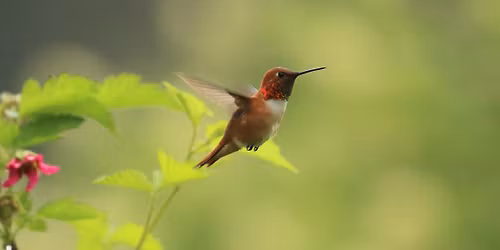 Birding on the Big Screen