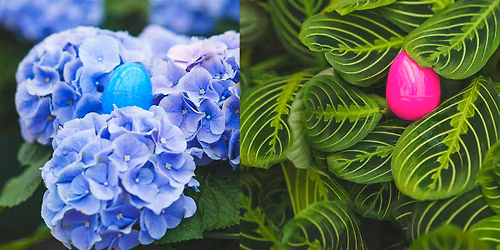 Egg Hunt at Mahoney's Concord