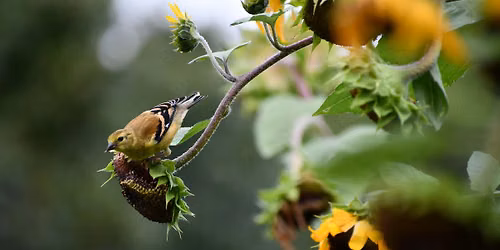 Fall Bird Walk -October 3, 8:30am-10:00am