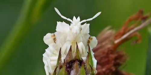 2026 City Nature Challenge: Insect Walk with Judy Gallagher