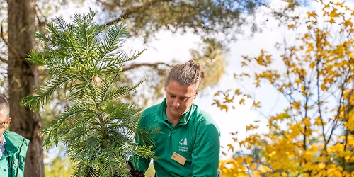 Best of Bedgebury: A Curator-led Walk 