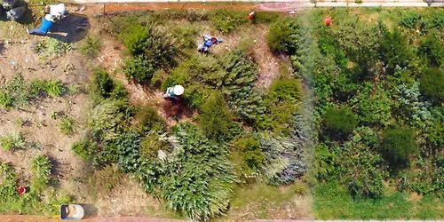 Native Microforest Plantiversary: BioBlitz and Weeding Club
