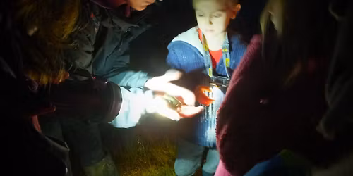 Natterjack Night (guided walk)