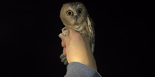 Owl Banding at the Diane Moore Nature Center 2026