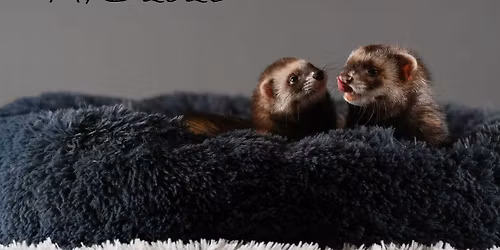 Mai Ferrets Show 2026