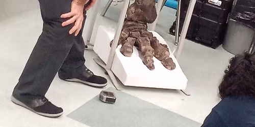 Finding the Remains of a Mastodon in Polk County