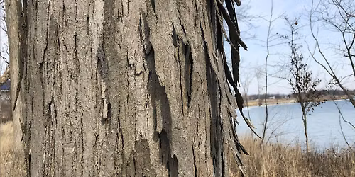 Trees Without Leaves Hike