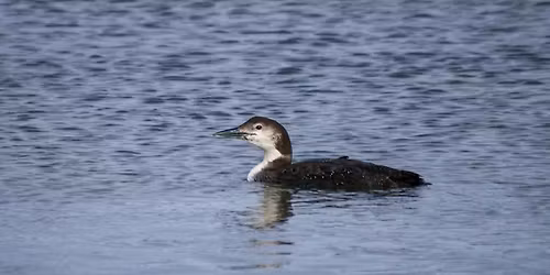 Birding Trip to Paynetown SRA