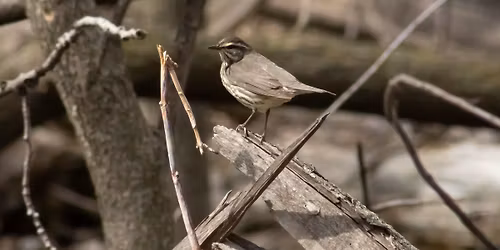 Spring City Bird Walk