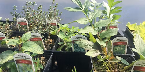 Plant Bingo!