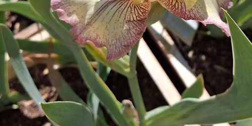 "The Iris Encyclopedia"