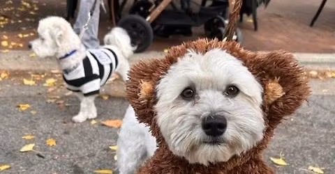 Pups on the Patio Annual Halloween Party & Costume Contest