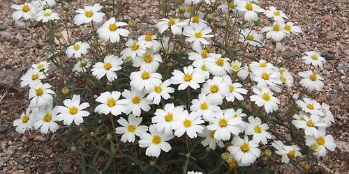 Our 10 Favorite Native Plants