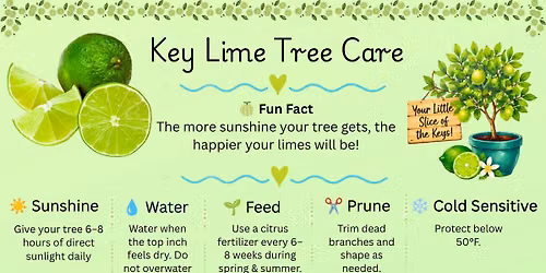 Key Lime Tree Care