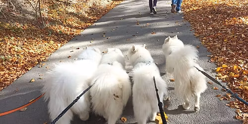 Novoro\u010dn\u00ed samojed\u00ed vych\u00e1zka