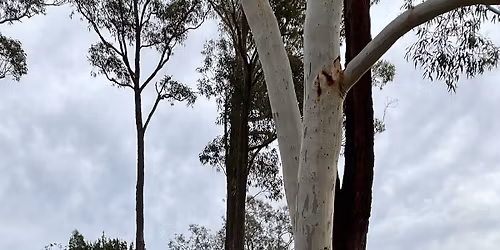 Dilly Wanderer mobile information service Yanderra