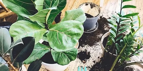 Houseplant Re-Potting 101 