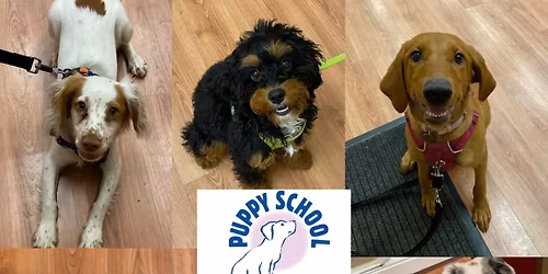 Puppy School - Brynteg - 