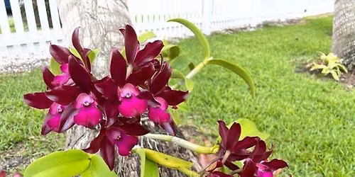 Orchid Show