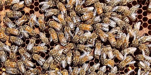 Products of the Hive & How to make them, with Butch Shelton