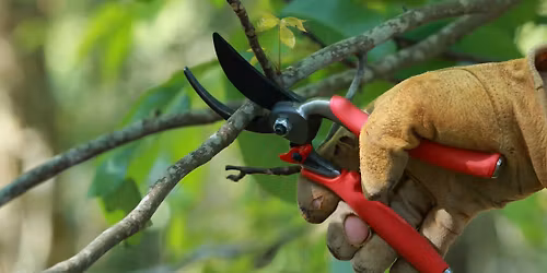 Garden With Confidence: Pruning Workshop