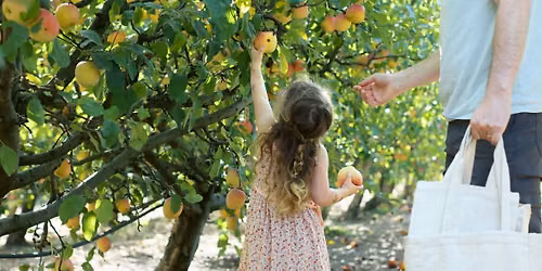 Apple U-Pick | Hand-Harvest Fresh Organic Apples