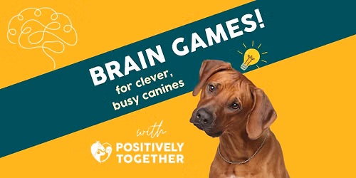 Brain games! Dog training class Katikati