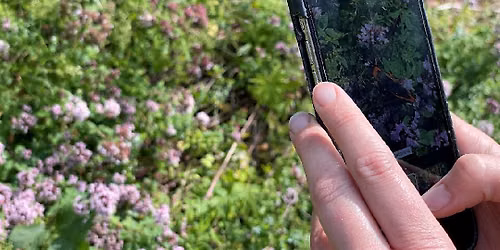 Smartphone Safari: How to take amazing nature photography with your phone