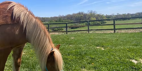 Mindful Yoga at Legacy Equestrian (Donation-based, pre-registration REQUIRED.)