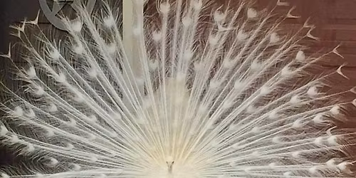 Red Star Antiques Spring Swap Meet