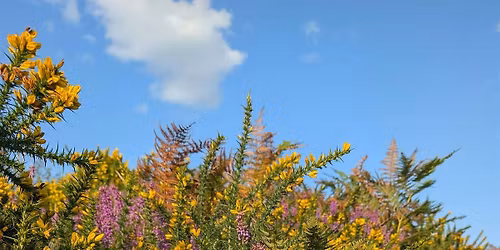 Wildlife Walk  - Heath Week