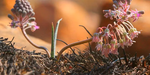 Spring-Nature walk\/Lente-Natuur stappie