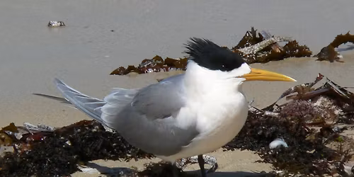 Alfred Cove, Melville - morning excursion