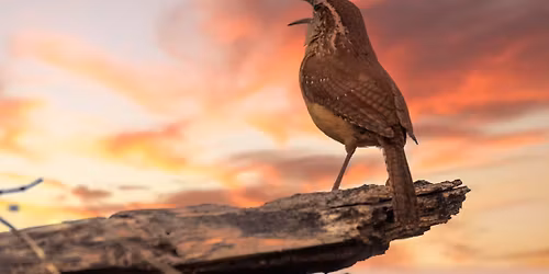 "Why Do Birds Sing?": In-Person Badger Talk in Monona, WI
