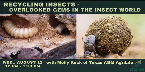 Recycling Insects - The Overlooked Gems of the Insect World