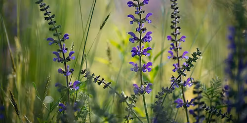 Make Your Own Natural Tallow-based Insect Repellant