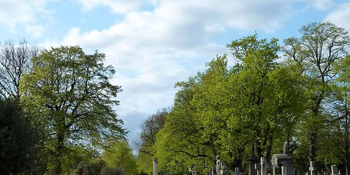 Open Day Tour: Tree Walk in Brompton Cemetery