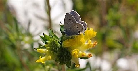 Guided walk at Priest Hill nature reserve