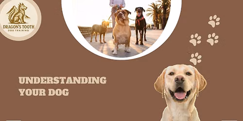 \t Understanding Your Dog - Meet with a Professional Dog Trainer
