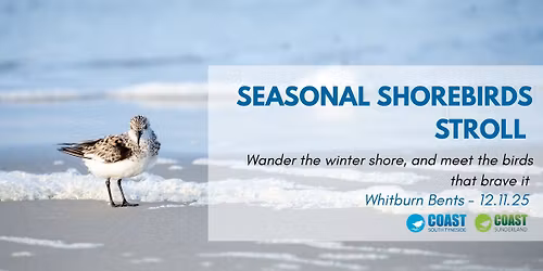 Seasonal Shorebirds Stroll