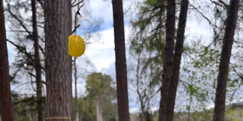 WHERE THE FOREST BREATHES.        Sound&Supper